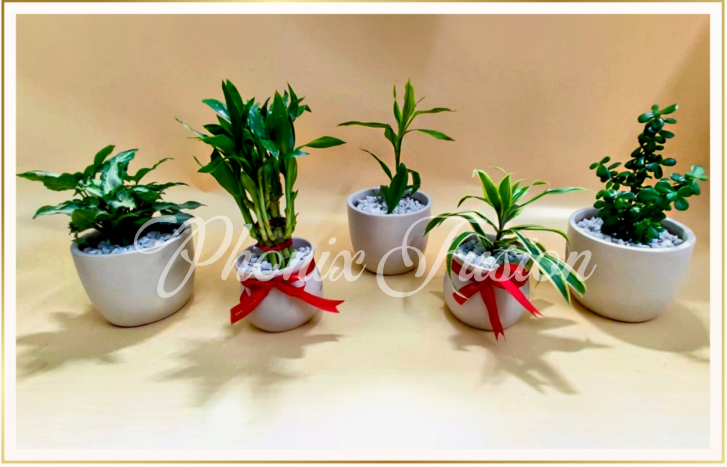 Custom Branded Planter